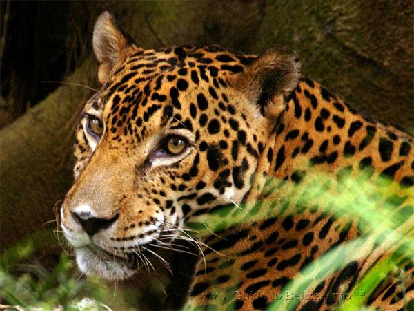 jaguar in belize