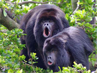 GtB Geschützte Affen in der Baboon Sanctuary in Belize