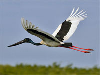 GtB Ein Jabiru fliegt über die Crooked Tree Wildlife Sanctuary in Belize