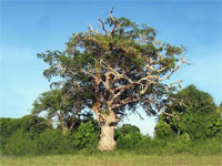 GtB Ein riesiger Guanacaste Baum im Guanacaste National Park in Cayo, Belize