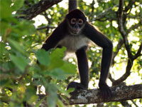 GtB Howler Monkey im Regenwald von Belize