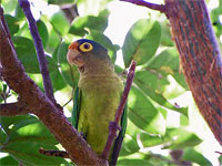 GtB Ein Papagei in der Rio Bravo Vogelbeobachter Paradies im Regenwald von Belize