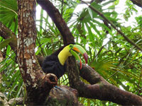 GtB Der Keel billed Toucan im liebvollen Belize Zoo