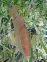 GtB Roter Trommler Fisch in Belize