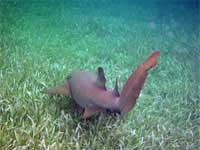 GtB Nurse Shark's are allways curious