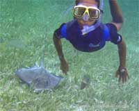 GtB Frei Tauchen mit Rochen in Belize