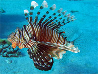 GtB Scorpion (King Lion) Fish