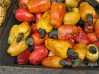 GtB The Belize Cashew Festival in Crooked Tree Village