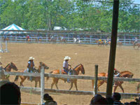 GtB Rodeo an der Vieh und Nutztier Messe in Belmopan