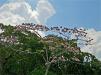 GtB Galerie September 07 Baum mit Blüten von  N. Amstrong