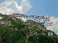 GtB Gallery September 07 Flowers on a tree from  N. Amstrong