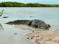 GtB Galerie Dezember 08 Krokodil in Ambergris Caye von L. Paro