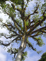 GtB Der Ceiba Baum repräsentiert das Universum der Maya