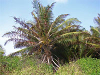 GtB Ernten Sie Ihre
                                eigenen Kokosnüsse in Belize.