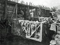 GtB Loading Banana in the Stann Creek Valley