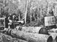 GtB Logging in the forest by Wamil Creek