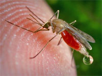GtB Moskitos sind verantwortlich für Malaria und Denque Fieber