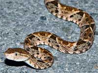 GtB Die Fer-de-Lance Schlange ist eine der gefährlichsten in ganz Belize