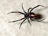 Black Widow Spider