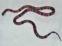 Central American Coral Snake