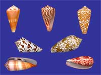 Cone Shells
