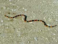 Coral Snake