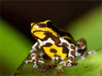 Dart  Frog