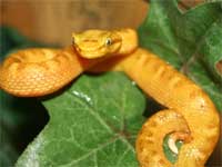 Eyelash Palm Pitviper