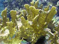 Plate Fire Coral