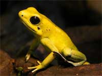 Golden Poison Dart Frog