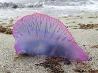 Portugese man on war or Auqa Male