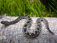 Neotropical Rattlesnake