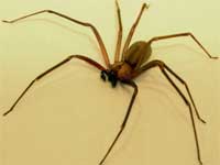 Brown Recluse Spider