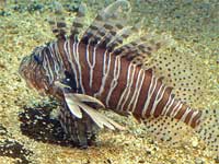 Scorpio Fish or Zebra Fish