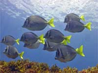 Surgeonfish or Tang