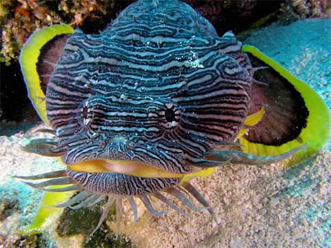 toadfish splendid dangerous splendidus fish belize water toad jim cozumel creatures poisonous land