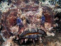 Toadfish