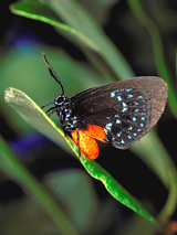 Sei wie ein Schmetterling und erkunde Belize