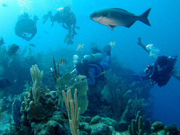 Diving at Great the Reef of Belize