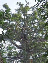 Mahagoni Baum