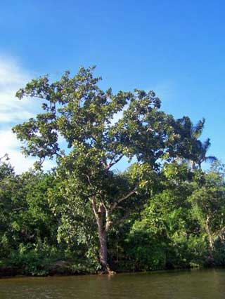 Mahagonibaum sdatec.com