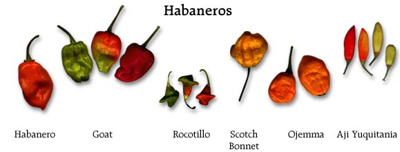 Habaneros Chilis in various size