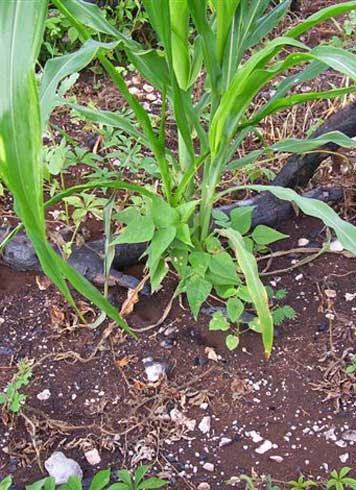 Belize, MILPA eine Mischpflanzung von Mais und Bohnen