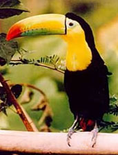 Tucan, der Nationalvogel von Belize